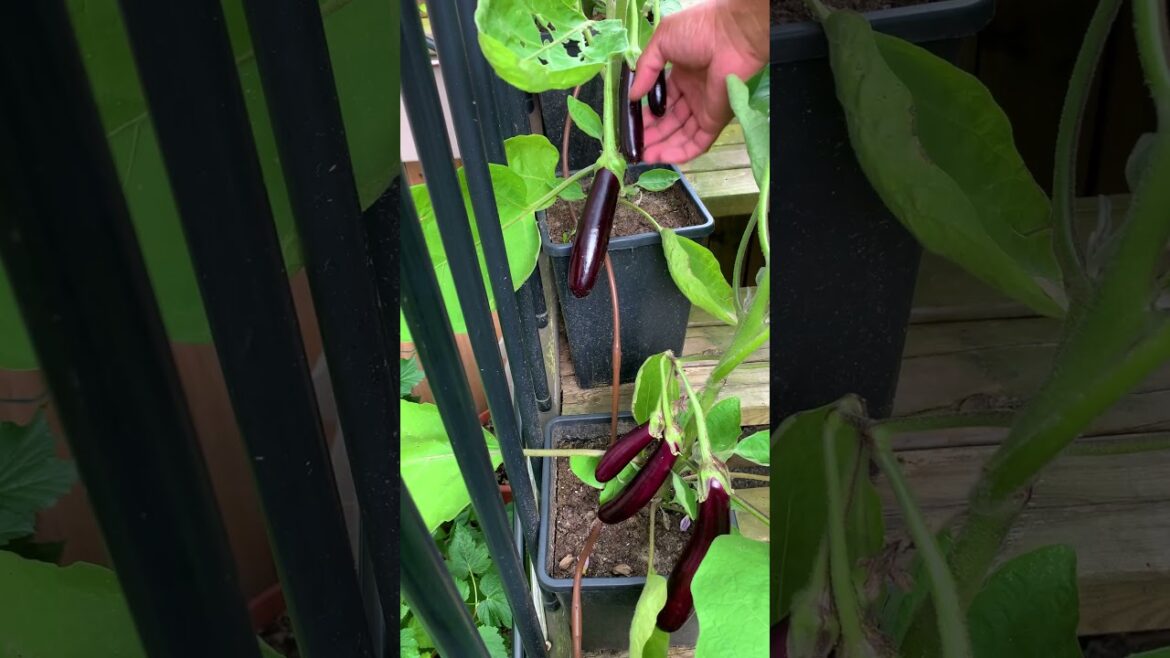 Create a stair garden and grow eggplants in small containers