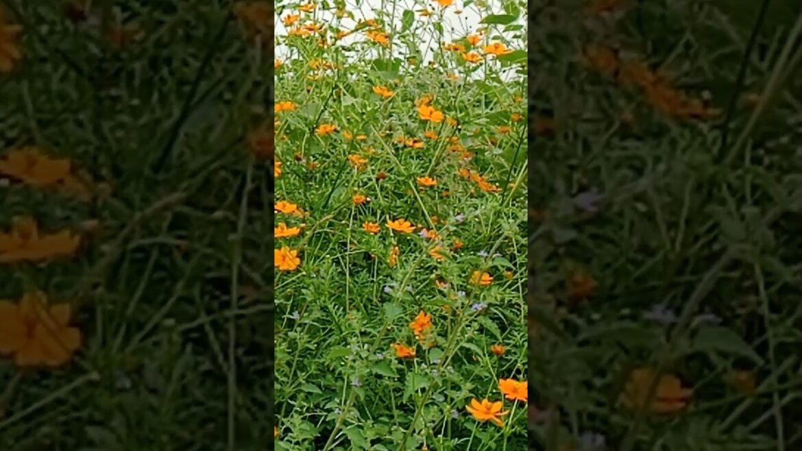 The Secret Life of Orange 🧡 Cosmos flowers #garden#shorts#floweringplant #viralshorts The Secret Life of Orange 🧡 Cosmos flowers #garden#shorts#floweringplant #viralshorts
