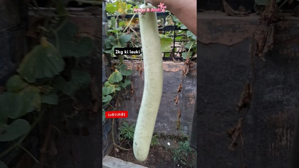 Grow Organic vegetables faster #trendingshorts #shorts