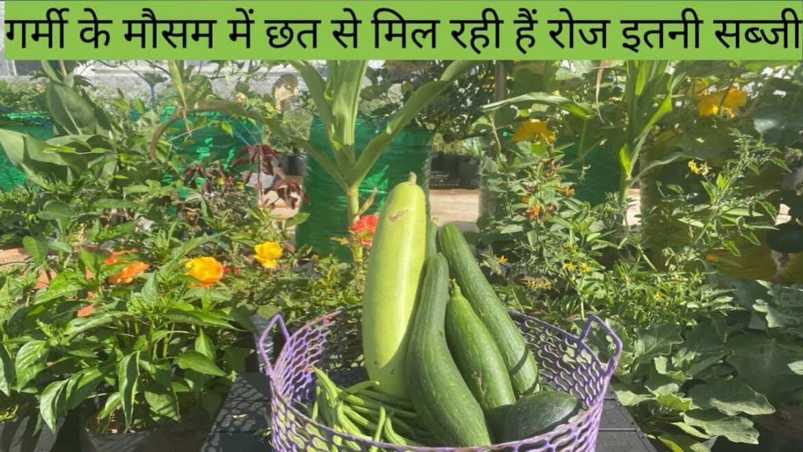 Terrace garden se Harvest ki vegetables| Garden tips & care @Organic3rdplanet Terrace garden se Harvest ki vegetables| Garden tips & care @Organic3rdplanet