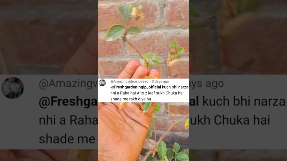 Garden Answer Out Door Plant Not Flowering 🪻🤫 #shorts #flower