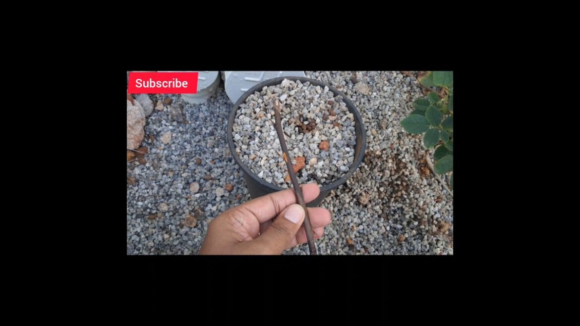 Ellamae try pana vendiyathu than #shortsviral #shorts #tamil #garden #vlog