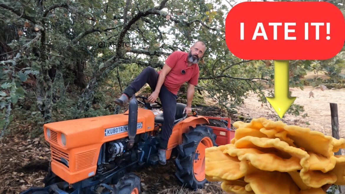 Central Portugal's Hidden Treasure: Chicken Of The Woods!