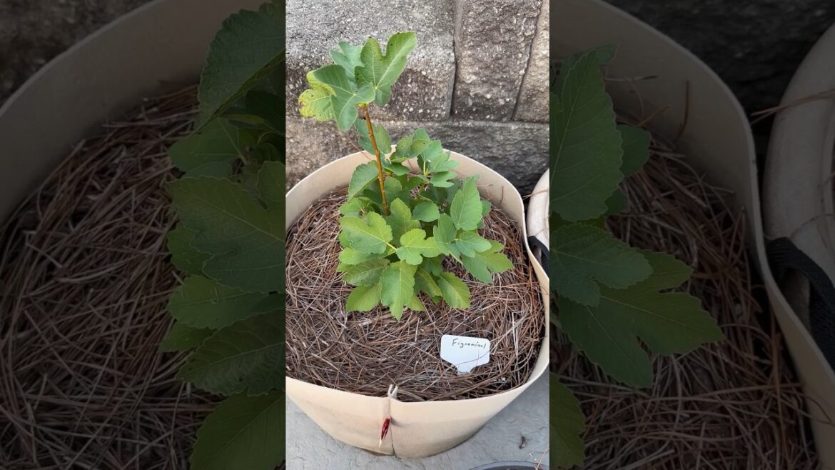 Grow Fruit in Containers! #containergarden #fruit