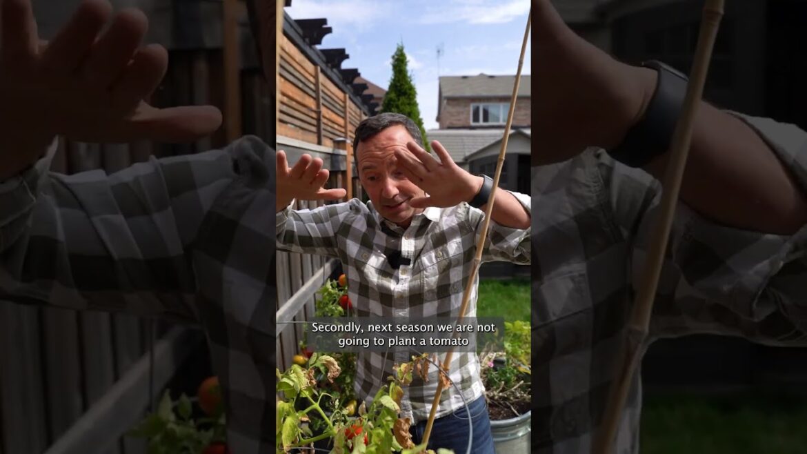 HOW TO PREVENT LATE TOMATO BLIGHT 🍅⚠️ #garden #vegetablegardening #tomato