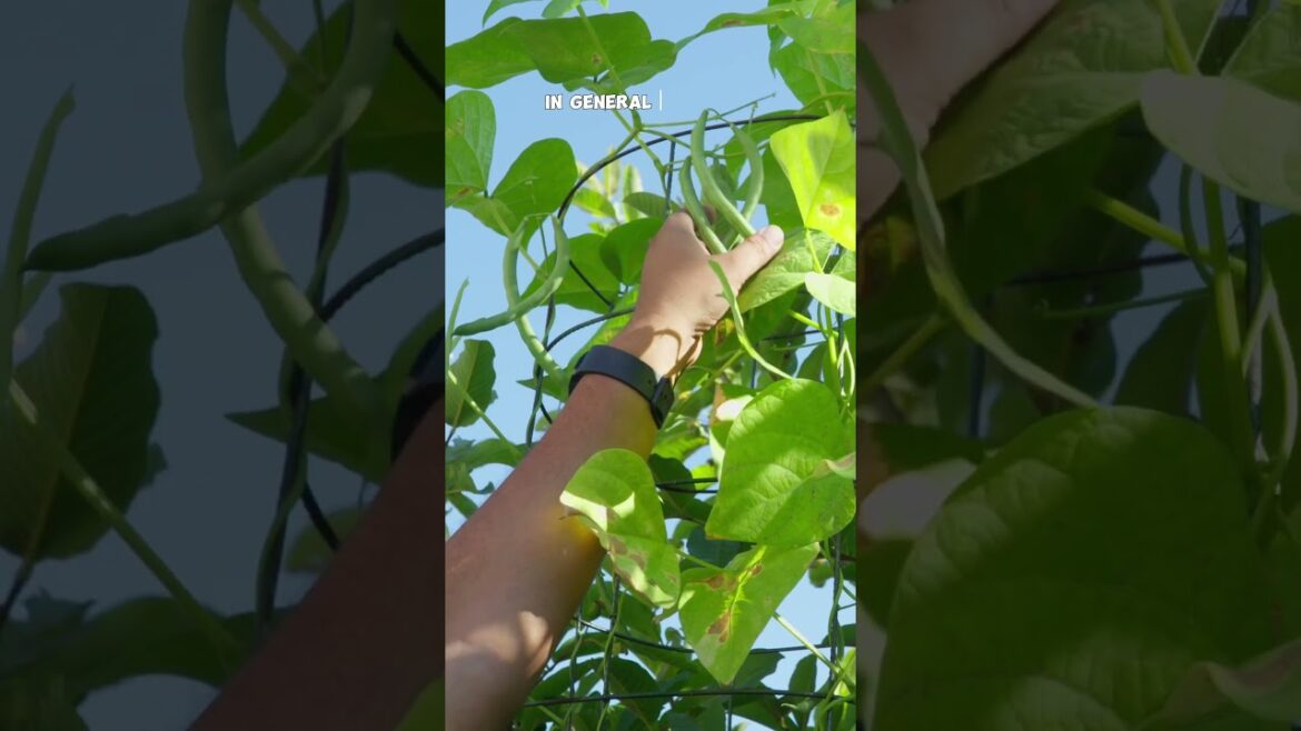 Bush Beans vs Pole Beans: Which is Best for Your Garden?