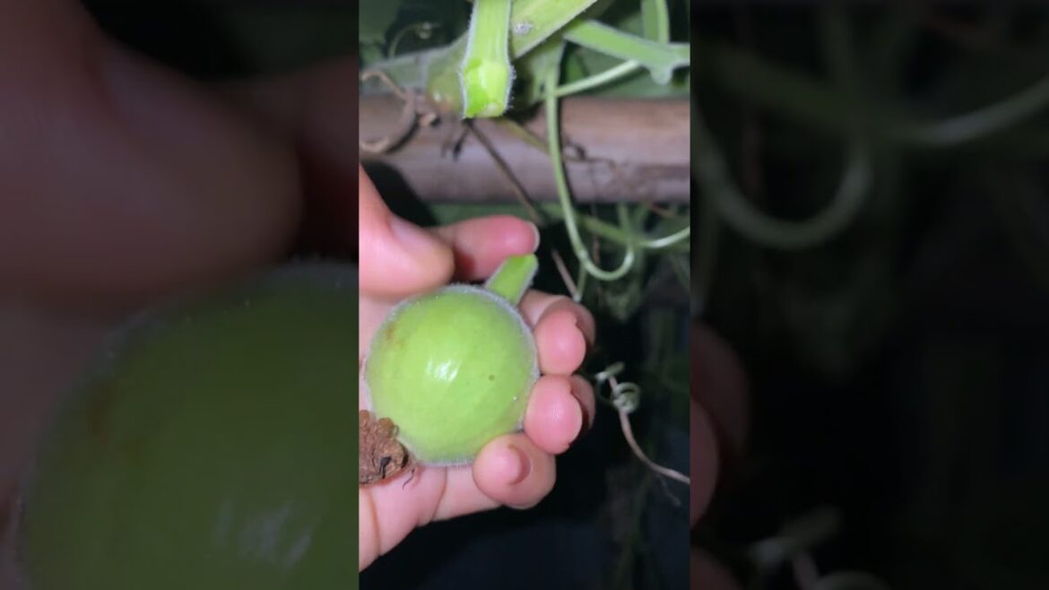 Daily life gardener by meimei / tips for growing/ enjoy with organic vegetable #shorts #gardening