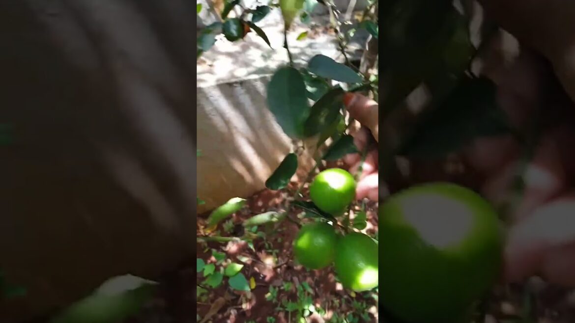 ఆలోచన మంచిదే కాని ఆచారనే కష్టం #gardening #ytshotstrending #viralshots