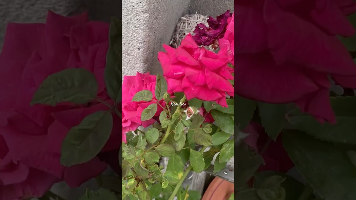 Garden Beauties 🌸 #youtubeshorts #shorts #plants #viralvideo #youtube #youtuber #flowers Garden Beauties 🌸 #youtubeshorts #shorts #plants #viralvideo #youtube #youtuber #flowers