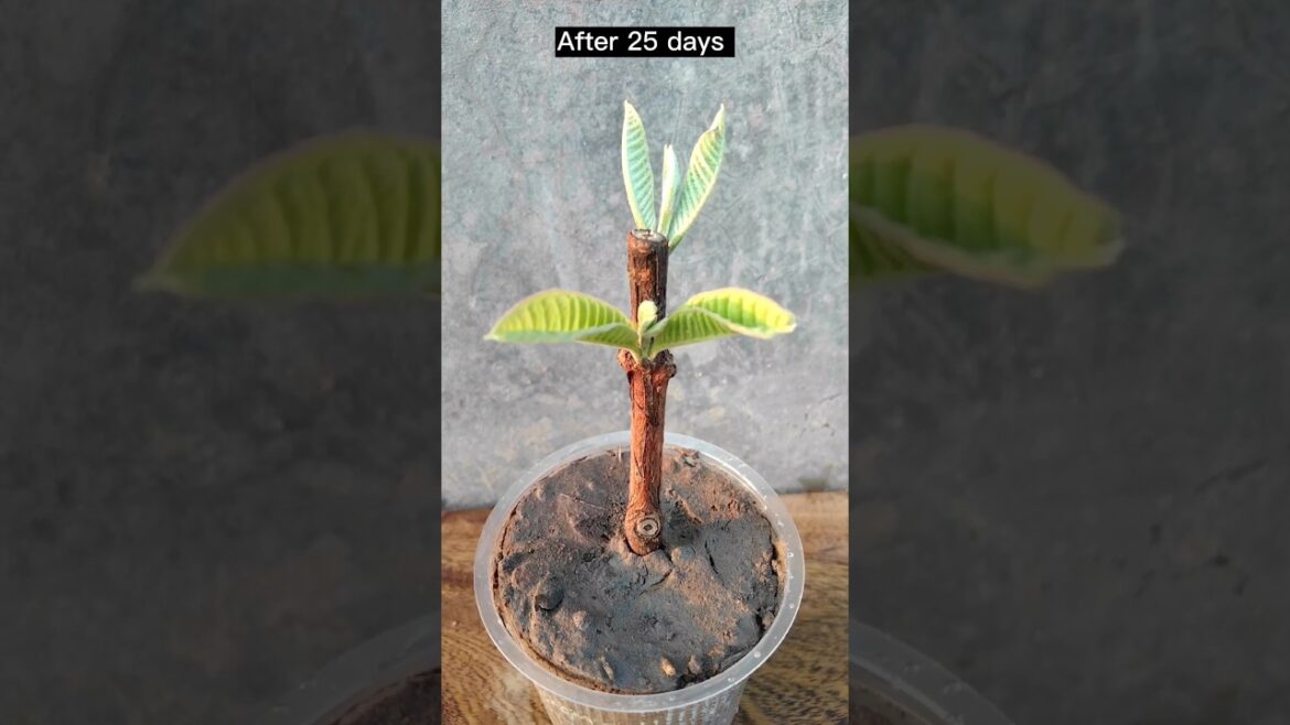 What's the fastest way to grow guava (Propagation)#garden #gardening