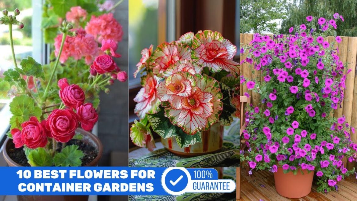 10 Best Flowers for Container Gardens #gardening 10 Best Flowers for Container Gardens #gardening
