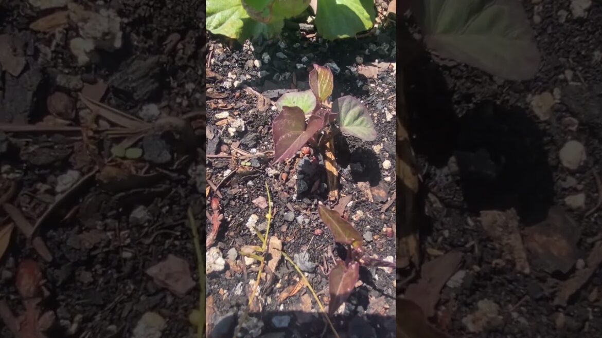 Sweet Potatoes In Container #shorts