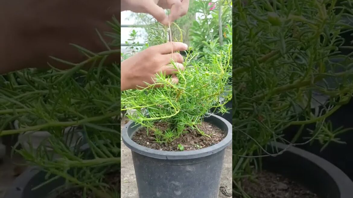 Creative ideas to grow portulaca #nature #portulaca #shorts#ideas#plants  #creativity#garden#bloom