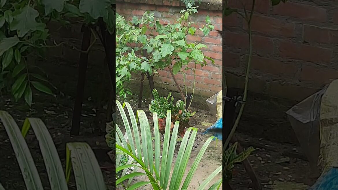 Viral Video #shortvideos #trends #viralvideo