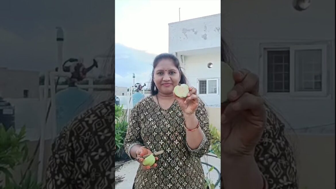 ఇంత taste garden లో వాటికే ఉంటుంది//మా పెరటి జామపండు//Tasty fruits//sk trends and vlogs