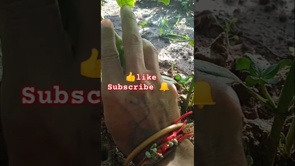 Gardening 🌱🍆#white brinjal #my #garden #shorts #youtubeshorts