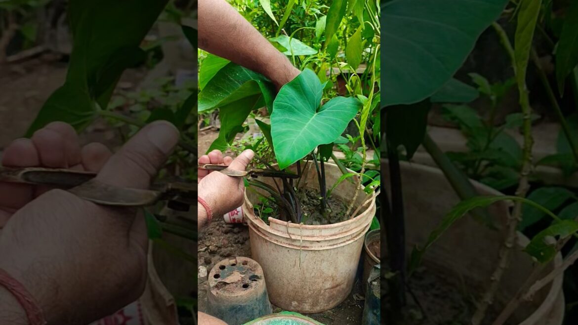 vegetable harvesting in kitchen garden #gardening #garden