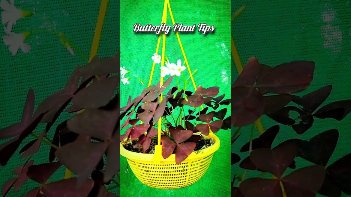 Tips For Butterfly Plant Care | How To Care Butterfly Plant #shortvideo #gardening #garden #shorts