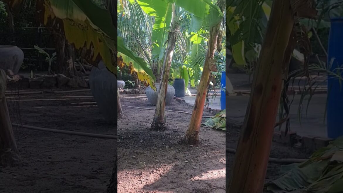 Landscape of the Crops backyard 10-#crops #plants #shorts