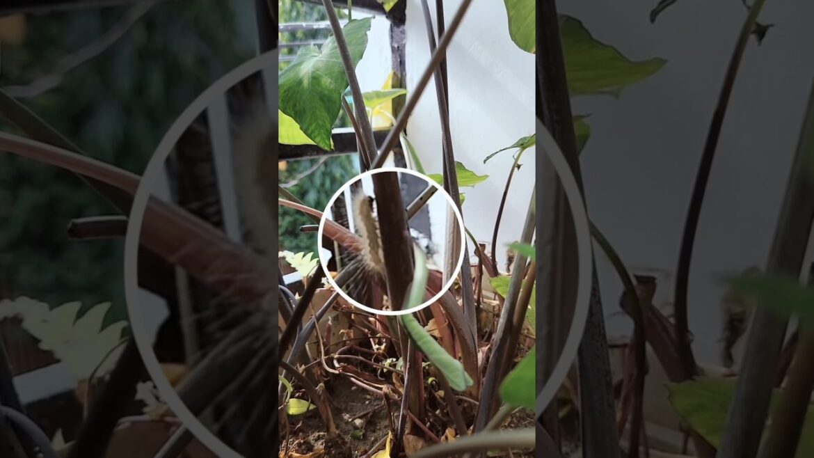 Apne Plants ko iss dengerous worm se kaise bachaye #gardening Apne Plants ko iss dengerous worm se kaise bachaye #gardening