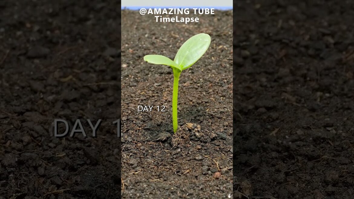 Growing Rock Melon from seed – time lapse Growing Rock Melon from seed - time lapse