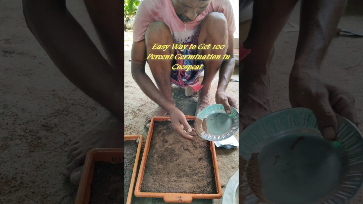 100% Germination with Cocopeat: Best Medium for Flower Seedlings #shorts #short #shortvideo 100% Germination with Cocopeat: Best Medium for Flower Seedlings #shorts #short #shortvideo