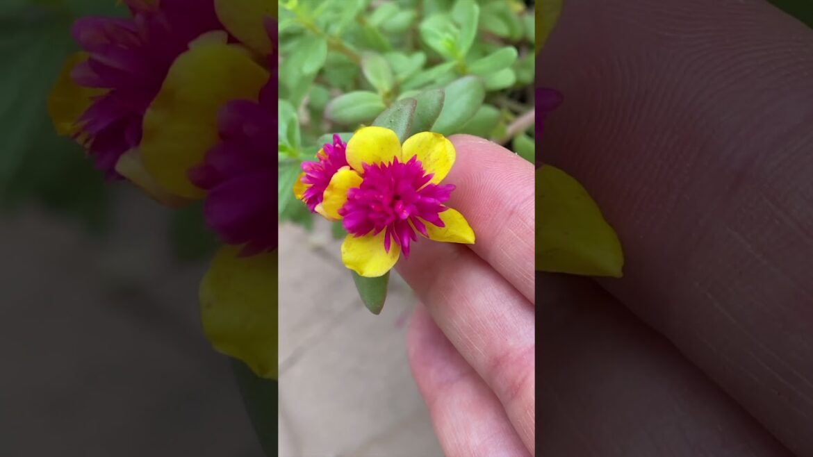 Fall Flower Pots for the Front Porch | Easy Container Gardening Ideas! #gardening #gardendesign Fall Flower Pots for the Front Porch | Easy Container Gardening Ideas! #gardening #gardendesign