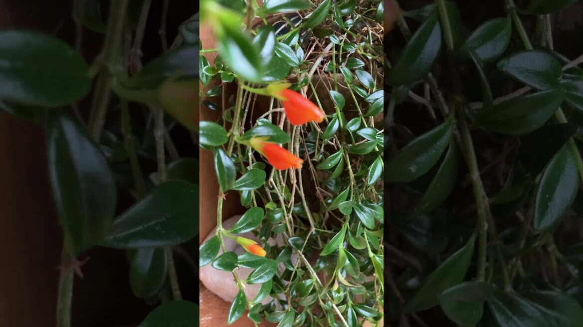 Clog Plants & Candy Corn: The Weirdest Trends in Gardening