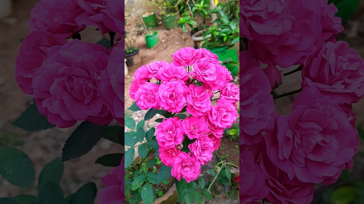 The ultimate Satisfying rose collection#shortvideo #viral #gardening