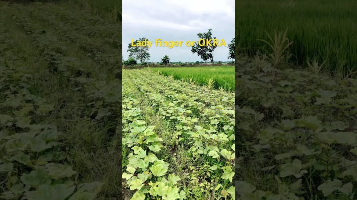 Okra or Lady Finger price is High this September || Discover Okra Prices in September