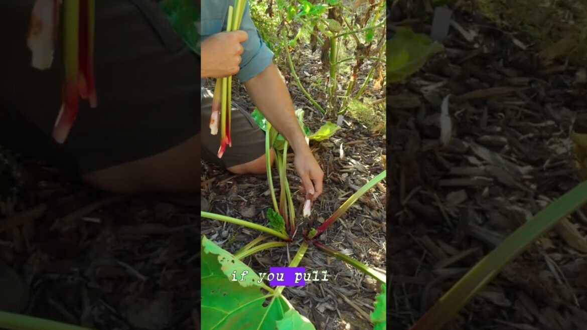 Secrets of the Pie Plant unveiled! #garden