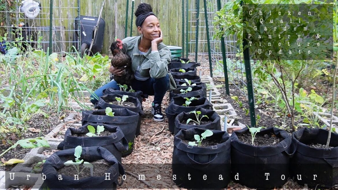 Full Urban Homestead + Garden Tour | Outside and Inside | Chicken and Quail Update