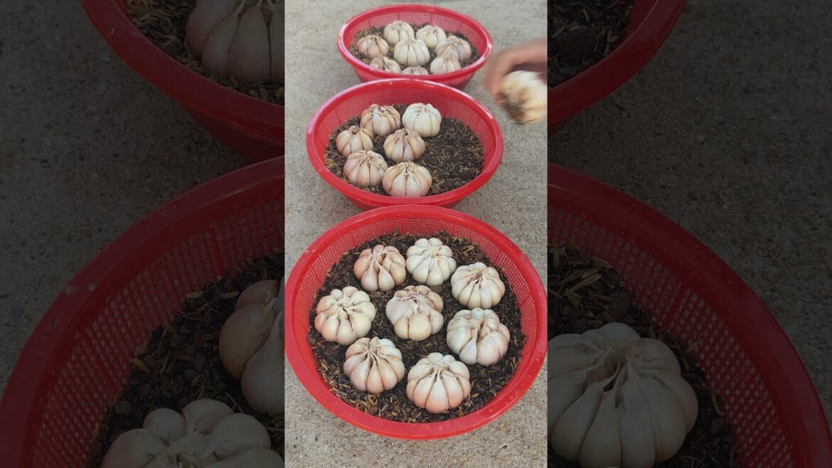 Useful Tips & Tricks Propagating Growing Garlic on Balconies at Home for Beginners