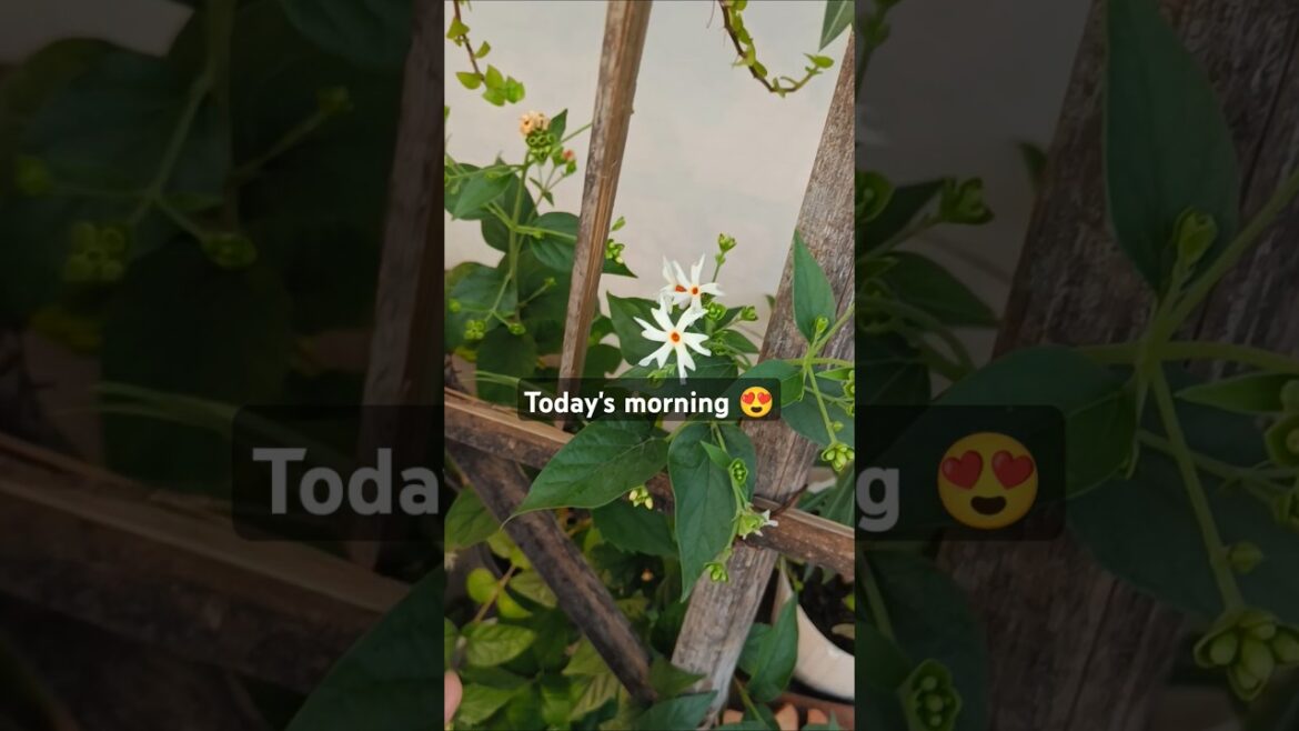 #terracegarden #gardeningwithshivani05 #plants #terracegarden #gardeningwithshivani05 #plants