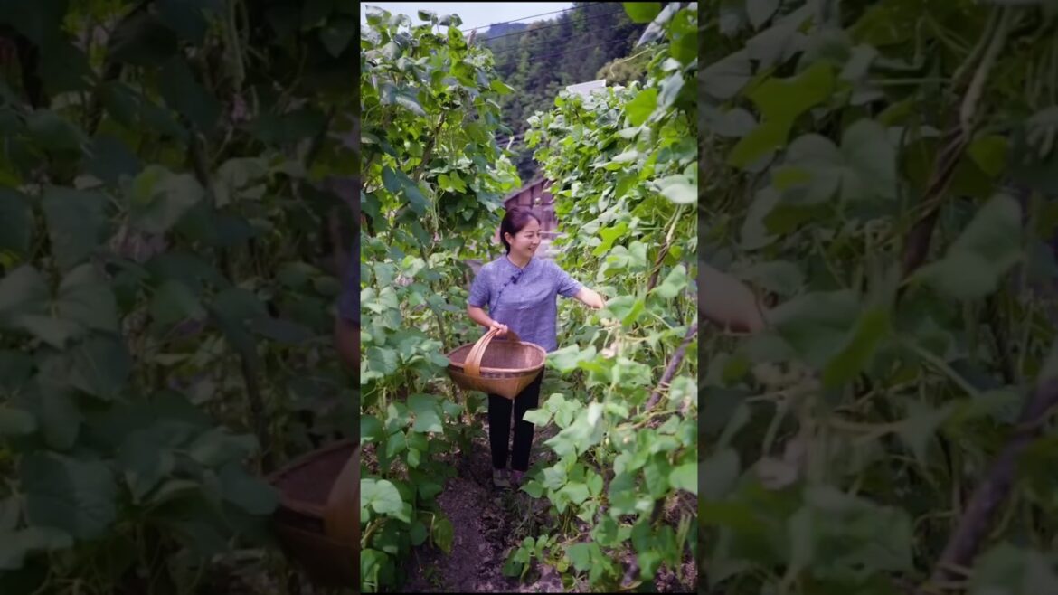 Green Bean Harvest || Excellent vegetable growing skills #shorts #ytshorts #vegetables