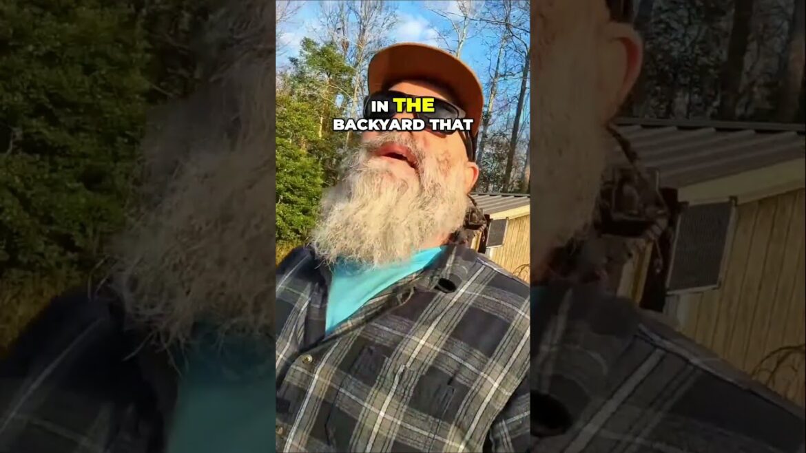 more successful transplanting #gardening #garden #homesteadgarden more successful transplanting #gardening #garden #homesteadgarden