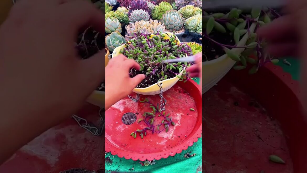Useful tips for succulents 🪴 #suculentas #다육이들 #多肉植物 #garden