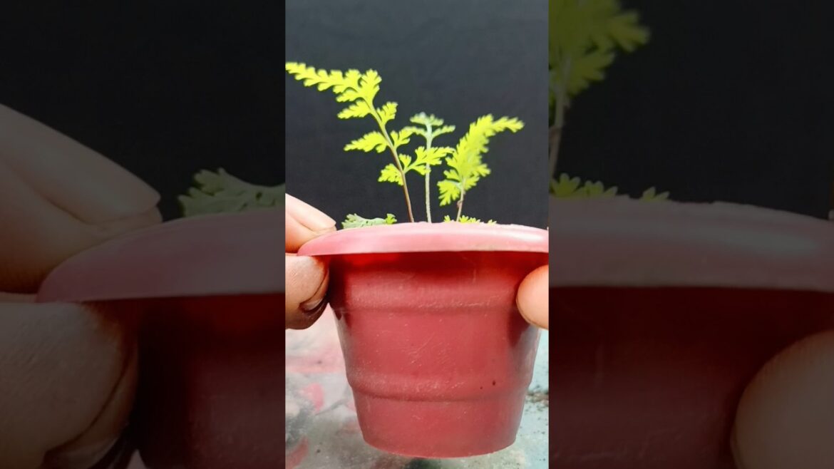 Small Plant 🌱 | Garden | Gardening | short -121 | #shorts #shortsfeed #youtubeshorts