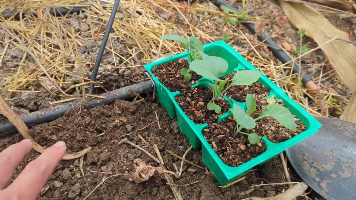 2024 October 13th -- Garden Update (Autumn Beginnings)