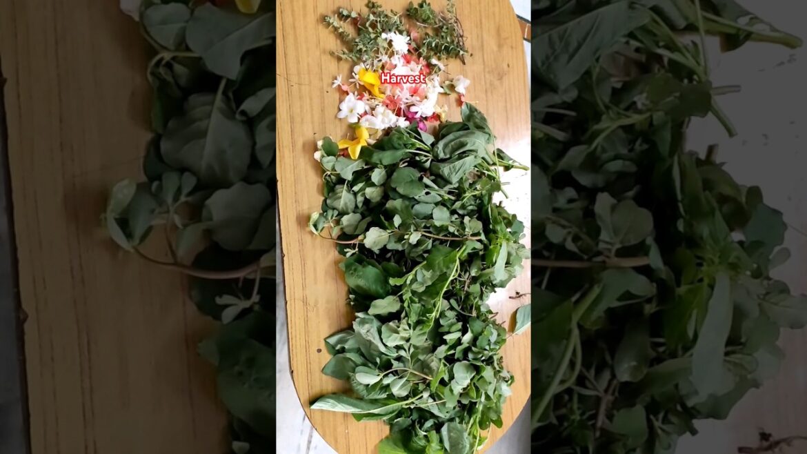 Aaku kurala Harvest #terracegarden #gardener #gardeningideas #ytshorts #trendingshorts #shortsviral