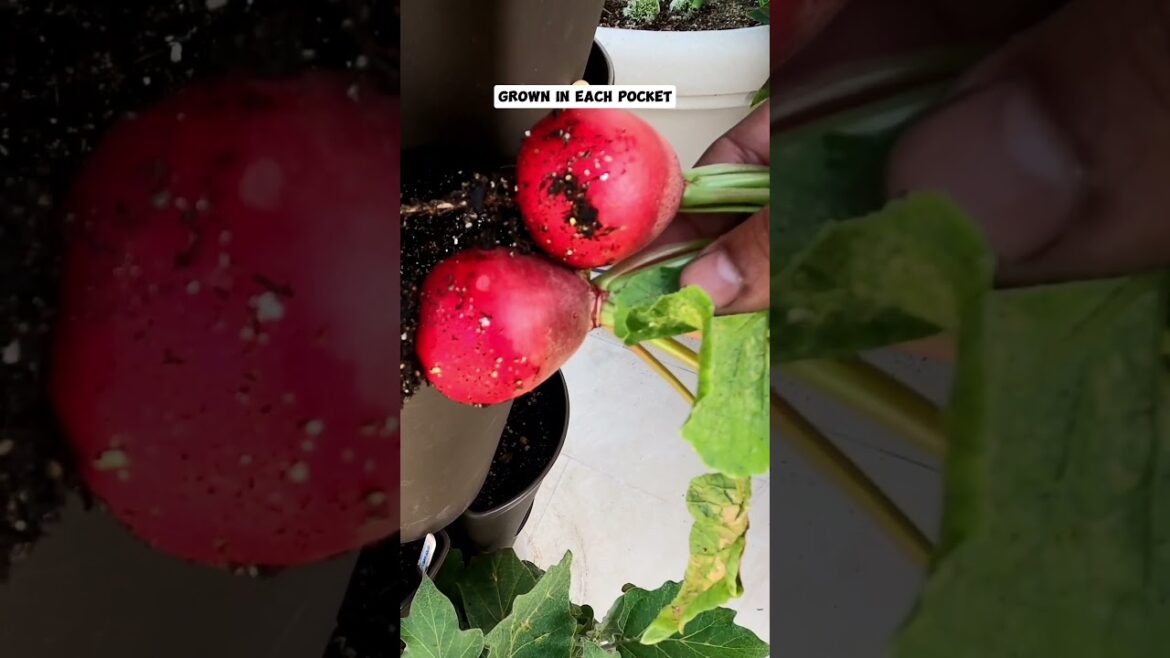California Gardening: How to Grow Radishes in Your Garden & Their Amazing Health Benefits | Gardening Tips How to Grow Radishes in Your Garden & Their Amazing Health Benefits | Gardening Tips