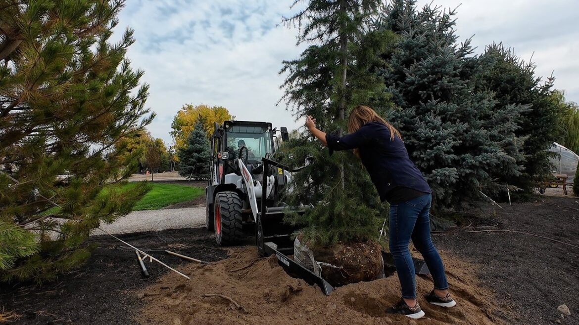 Garden Answer: Planting 10 Trees & Digging the Last of the Potatoes! 🌲🌳🥔 // Garden Answer Planting 10 Trees & Digging the Last of the Potatoes! 🌲🌳🥔 // Garden Answer