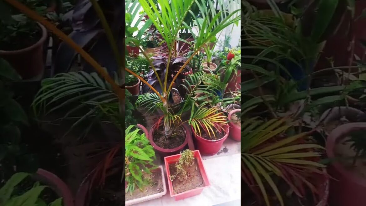 Gardening #jiyagarden #gardenflowers #garden #gardenplants #shortsviral #shorts Gardening #jiyagarden #gardenflowers #garden #gardenplants #shortsviral #shorts