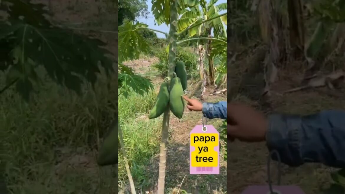 garden ideas with fruit trees #short garden ideas with fruit trees #short