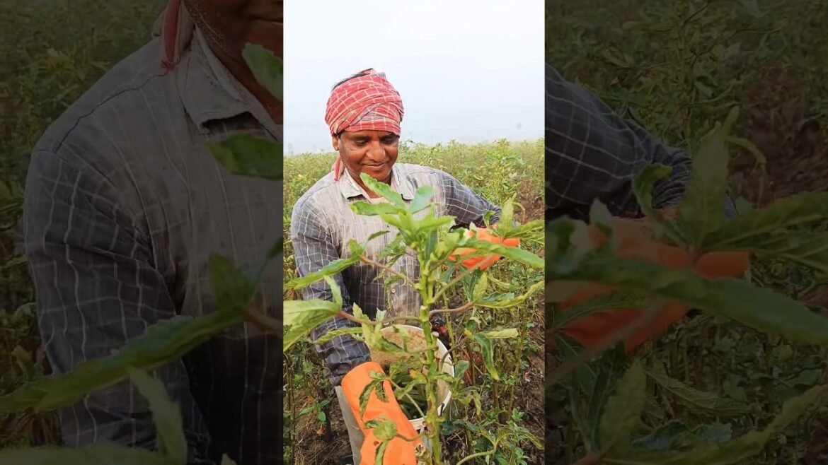 Final Okra or Lady’s finger, or Bhindi Pick: Harvesting Before the Plants Die Off #shorts #short Final Okra or Lady's finger, or Bhindi Pick: Harvesting Before the Plants Die Off #shorts #short