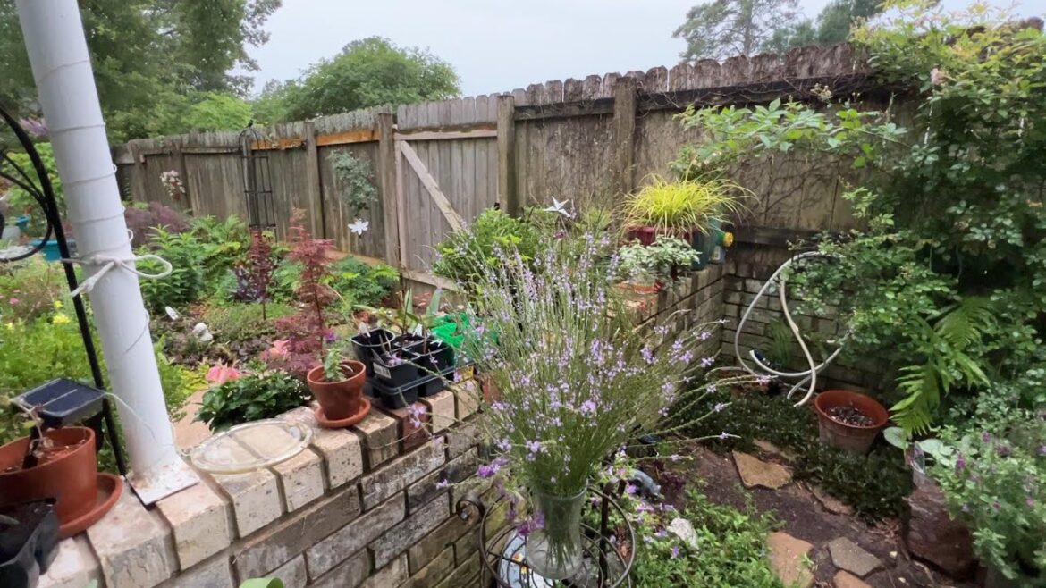Our Backyard with Winter Orange Japanese Maples many others  #garden #japanesemaple #wildflowers
