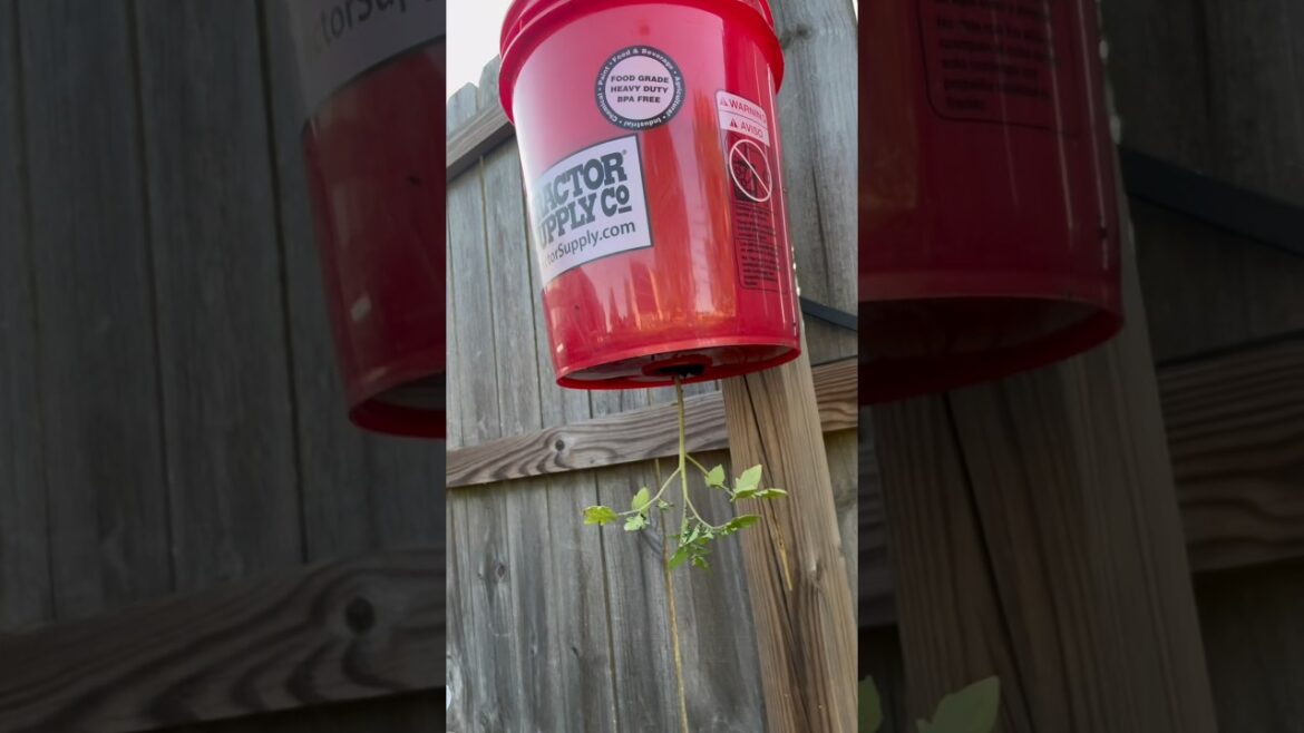How to grow UPSIDE DOWN Tomatoes #gardening #plants #howto