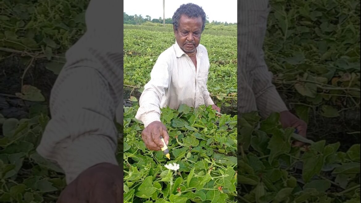 Early Morning Hand Pollination for Pointed Gourd #shorts