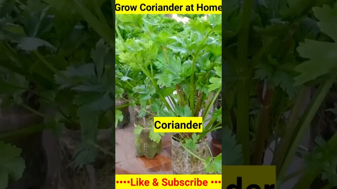 Magical way to Grow Coriander In just 5 Days / How to grow Coriander at home #shorts