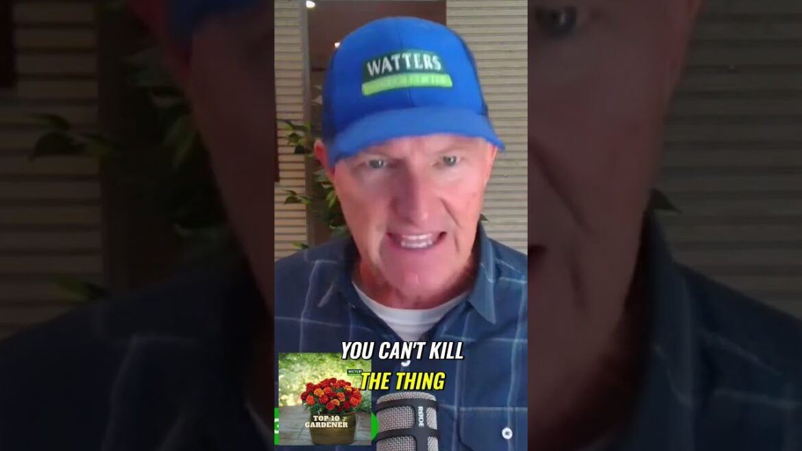 Discover the Beauty of Arizona's Autumn Gardens